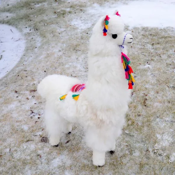 Decoration 40" Alpaca