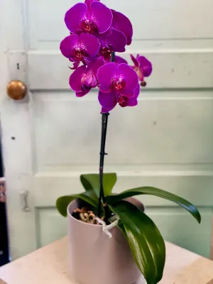 ELegant Orchid