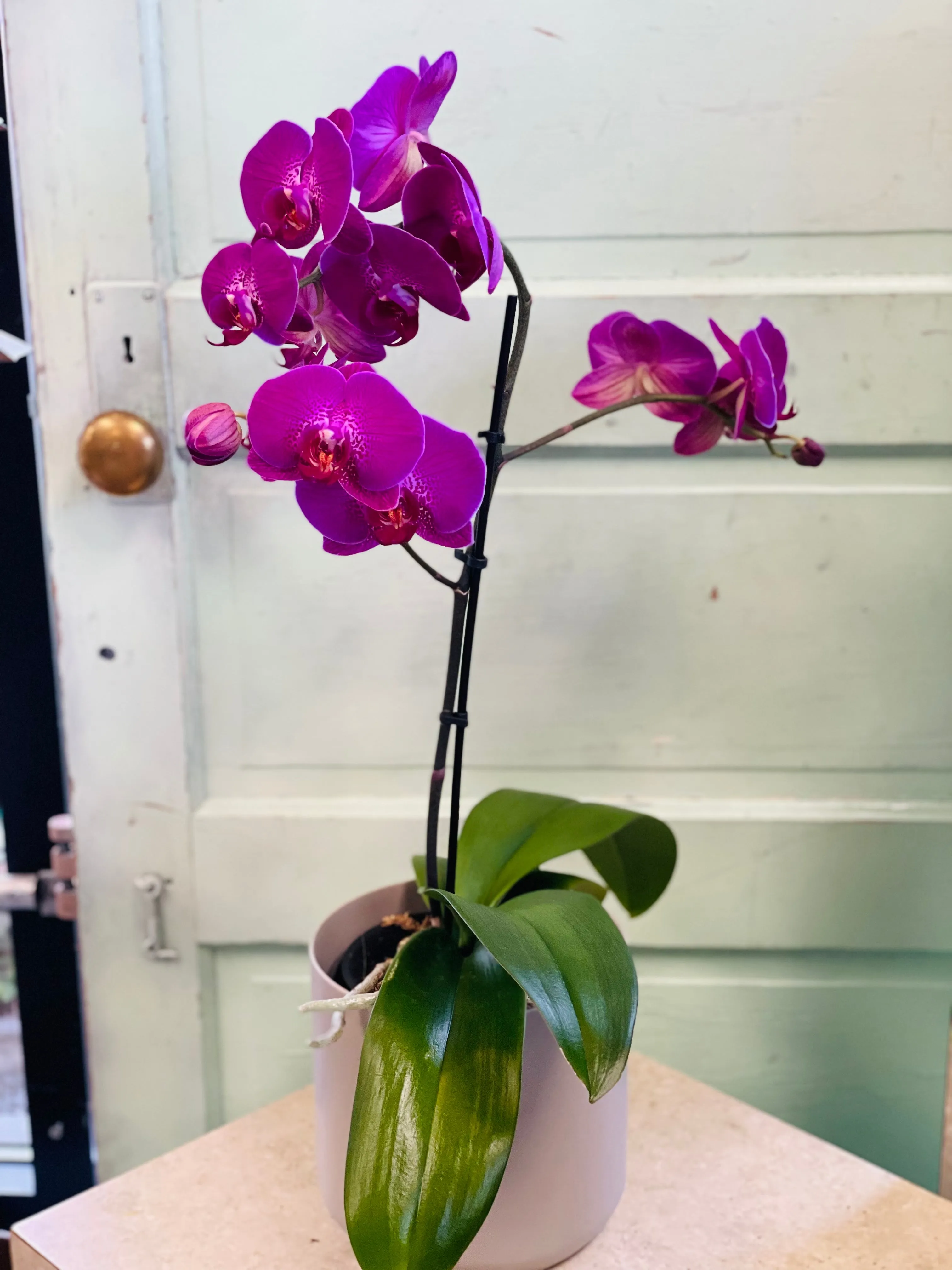 ELegant Orchid