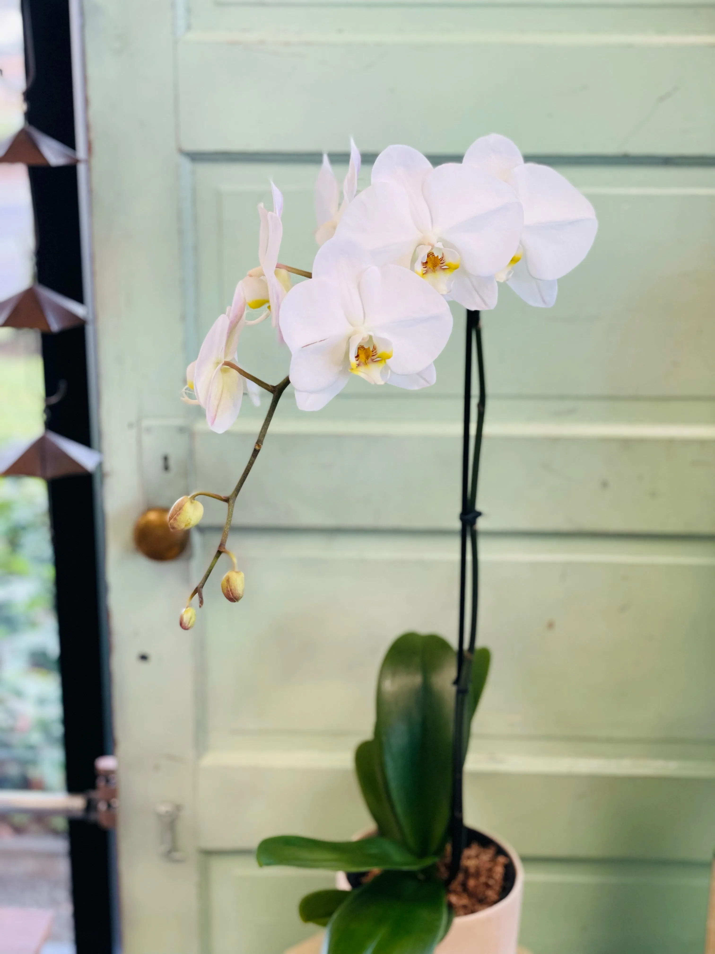 ELegant Orchid